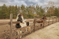 Our Animals Kingdom