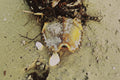 Nature in Focus