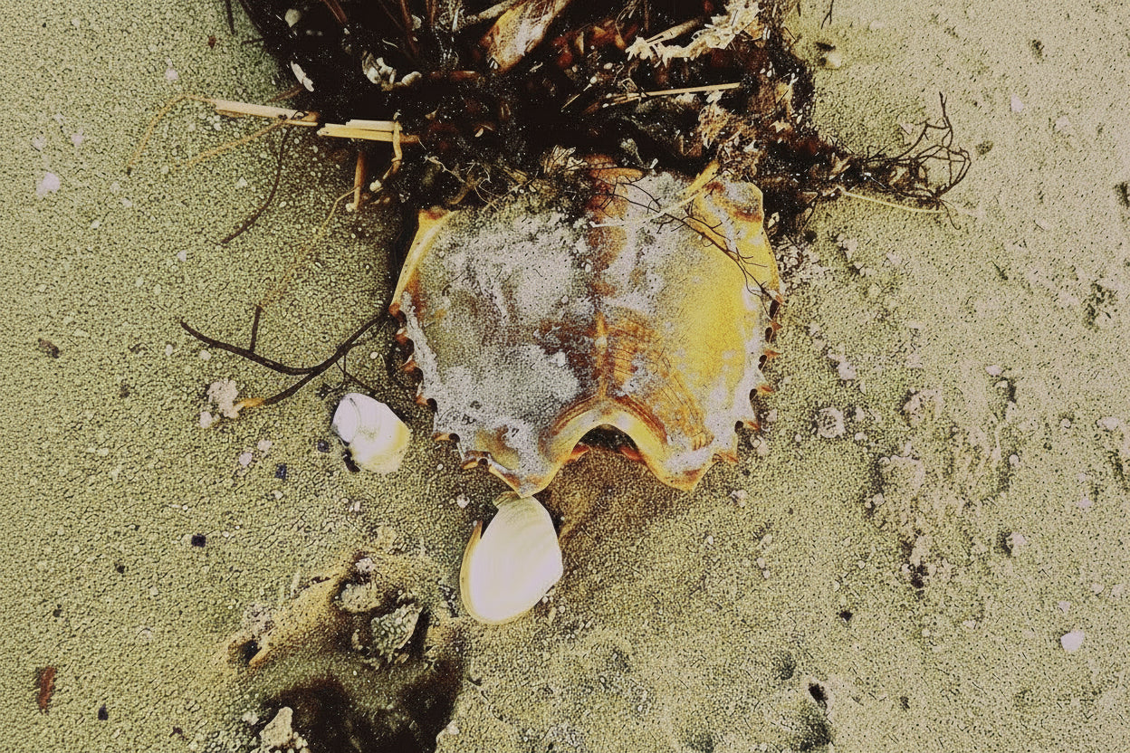 Nature in Focus