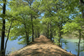 The long Path by the Pond